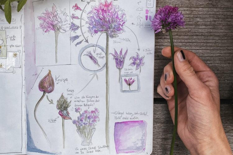 Zeichnung einer Blüte