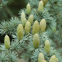 Blaue Atlas-Zeder (Cedrus atlantica Glauca)