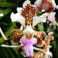 Dreifarbige Vanda (Vanda tricolor)