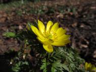 Amur-Adonisröschen (Adonis amurensis) im Botanischen Garten Berlin © G. Hohlstein, Botanischer Garten und Botanisches Museum Berlin Amur-Adonisröschen (Adonis amurensis) im Botanischen Garten Berlin © G. Hohlstein, Botanischer Garten und Botanisches Museum Berlin