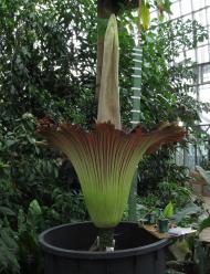 Titanenwurz (Amorphophallus titanum) © G. Hohlstein, Botanischer Garten und Botanisches Museum Berlin Titanenwurz (Amorphophallus titanum) © G. Hohlstein, Botanischer Garten und Botanisches Museum Berlin