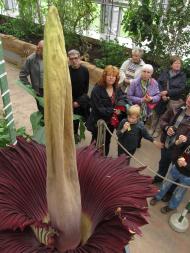 Titanenwurz (Amorphophallus titanum) © G. Hohlstein, Botanischer Garten und Botanisches Museum Berlin Titanenwurz (Amorphophallus titanum) © G. Hohlstein, Botanischer Garten und Botanisches Museum Berlin