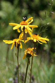Arnika (Arnica montana) Foto: N. Köster, Botanischer Garten und Botanisches Museum Berlin Arnika (Arnica montana) Foto: N. Köster, Botanischer Garten und Botanisches Museum Berlin