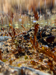 Biofilm im Flachwasser Biofilm im Flachwasser eines Sees auf der Insel Blomstrandhalvøya im Kongsfjord auf Spitzbergen. Die Luftblasen verraten die starke Sauerstoffproduktion des Biofilms.