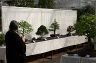Bonsaiausstellung des Bonsaiclub-Berlin im Botanischen Garten Berlin. Foto: Bonsaiclub-Berlin Bonsaiausstellung des Bonsaiclub-Berlin im Botanischen Garten Berlin. Foto: Bonsaiclub-Berlin