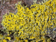 Gewöhnliche Leuchterflechte (Candelaria concolor) Gewöhnliche Leuchterflechte (Candelaria concolor)