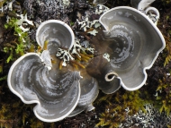 Die robuste Cora elephas kommt ausschließlich auf Gestein im Paramo von Sumapaz nahe Bogotá in Kolumbien vor, dem größten Paramo der Welt mit etwa 1800 km2.Foto: R. Lücking, Botanischer Garten und Botanisches Museum Berlin Die robuste Cora elephas kommt ausschließlich auf Gestein im Paramo von Sumapaz nahe Bogotá in Kolumbien vor, dem größten Paramo der Welt mit etwa 1800 km2.Foto: R. Lücking, Botanischer Garten und Botanisches Museum Berlin