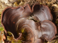 Cora rubrosanguinea aus Ecuador ist durch ein rotbraunes Pigment gekennzeichnet, welches beim Befeuchten getrockneter Exemplare freigesetzt wird. Foto: R. Lücking / Botanischer Garten und Botanisches Museum Berlin Cora rubrosanguinea aus Ecuador ist durch ein rotbraunes Pigment gekennzeichnet, welches beim Befeuchten getrockneter Exemplare freigesetzt wird. Foto: R. Lücking / Botanischer Garten und Botanisches Museum Berlin