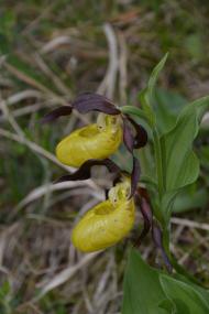 Frauenschuh (Cypripedium calceolus). Foto: G. Parolly, Botanischer Garten und Botanisches Museum Berlin Frauenschuh (Cypripedium calceolus). Foto: G. Parolly, Botanischer Garten und Botanisches Museum Berlin