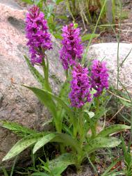 Breitblättriges Knabenkraut (Dactylorhiza majalis) Foto: I. Haas, Botanischer Garten und Botanisches Museum Berlin Breitblättriges Knabenkraut (Dactylorhiza majalis) Foto: I. Haas, Botanischer Garten und Botanisches Museum Berlin