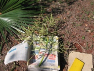 Die heute in El Salvador sehr seltene Fächerpalme Brahea salvadorensis. Der Blütenstand wird für einen Herbarbeleg gepresst und getrocknet.Diese Palme ist eine der acht in El Salvador heimischen Palmenarten.Aus den Fasern werden Sonnenhüte hergestellt. Fo Die heute in El Salvador sehr seltene Fächerpalme Brahea salvadorensis. Der Blütenstand wird für einen Herbarbeleg gepresst und getrocknet.Diese Palme ist eine der acht in El Salvador heimischen Palmenarten.Aus den Fasern werden Sonnenhüte hergestellt. Fo