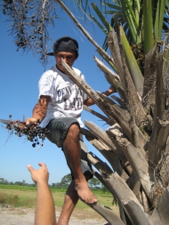 Ein Fruchtstand wird für das Herbar gesammelt. Die in El Salvador heimische Palme Sabal mexicana ist von Mexiko bis Nicaragua verbreitet. Sie ist eine der acht in El Salvador heimischen Palmenarten. Ihre Wedel werden zum Dachflechten verwendet. Foto: Anne Ein Fruchtstand wird für das Herbar gesammelt. Die in El Salvador heimische Palme Sabal mexicana ist von Mexiko bis Nicaragua verbreitet. Sie ist eine der acht in El Salvador heimischen Palmenarten. Ihre Wedel werden zum Dachflechten verwendet. Foto: Anne