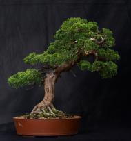 Bonsaiausstellung des Bonsaiclub-Berlin im Botanischen Garten Berlin. Foto: Bonsaiclub-Berlin Bonsaiausstellung des Bonsaiclub-Berlin im Botanischen Garten Berlin. Foto: Bonsaiclub-Berlin