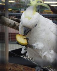 Vogelausstellung im Botanischen Garten Berlin © I. Haas / Botanischer Garten und Botanisches Museum Berlin Vogelausstellung im Botanischen Garten Berlin © I. Haas / Botanischer Garten und Botanisches Museum Berlin
