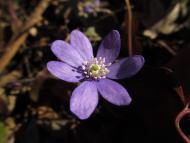 Leberblümchen (Hepatica nobilis) im Botanischen Garten Berlin © G. Hohlstein, Botanischer Garten und Botanisches Museum Berlin Leberblümchen (Hepatica nobilis) im Botanischen Garten Berlin © G. Hohlstein, Botanischer Garten und Botanisches Museum Berlin