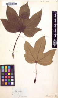 Typus-Beleg Aralia acerifolia Typus-Beleg Aralia acerifolia / Alexander von Humboldt