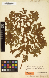 Typus-Beleg Königsfarn Typus-Beleg Königsfarn / Alexander von Humboldt