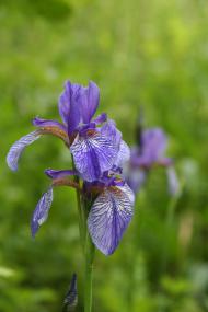 Sibirische Schwertlilie (Iris sibirica). Foto: N. Köster, Botanischer Garten und Botanisches Museum Berlin Sibirische Schwertlilie (Iris sibirica). Foto: N. Köster, Botanischer Garten und Botanisches Museum Berlin
