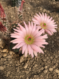 Kakteentage Kaktus Echinocereus spec. Kakteentage Kaktus Echinocereus spec.