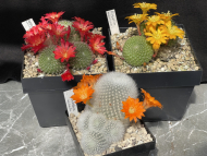 Kakteentage Kakteen Rebutia minuscula, R. marsoneri, R.(Aylostera) muscula Kakteentage Kakteen Rebutia minuscula, R. marsoneri, R.(Aylostera) muscula