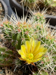 Kakteentage Kaktus Echinocereus maritimus Kakteentage Kaktus Echinocereus maritimus