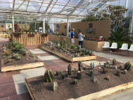 Kakteentage Ausstellung Beete Kakteentage Ausstellung Beete