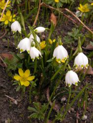 Märzenbecher/Fruehlingsknotenblume (Leucojum vernum) im Botanischen Garten Berlin © I. Haas, Botanischer Garten und Botanisches Museum Berlin Märzenbecher/Fruehlingsknotenblume (Leucojum vernum) im Botanischen Garten Berlin © I. Haas, Botanischer Garten und Botanisches Museum Berlin