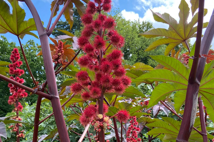 Rhizinus
