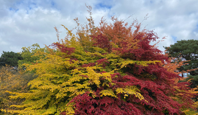 <p>Herbstlicher Botanischer Garten</p>