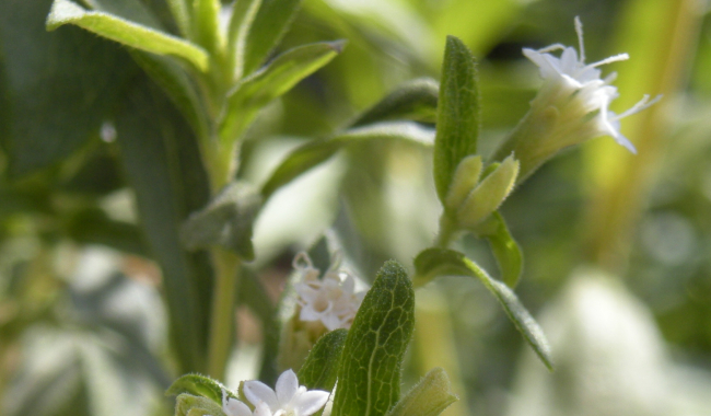 <p>Blühende Stevia rebaudiana</p>