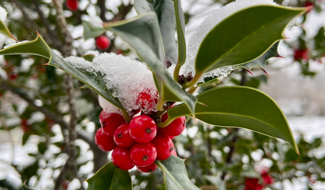 <p>Winterliches Grün</p>