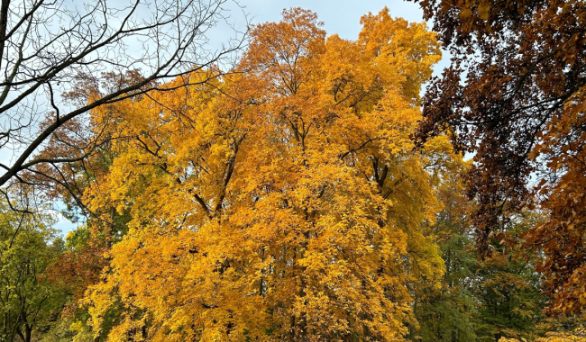 <p>Bäume im Herbst</p>