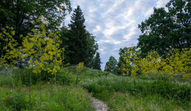 <p>Weg im Botanischen Garten.</p>