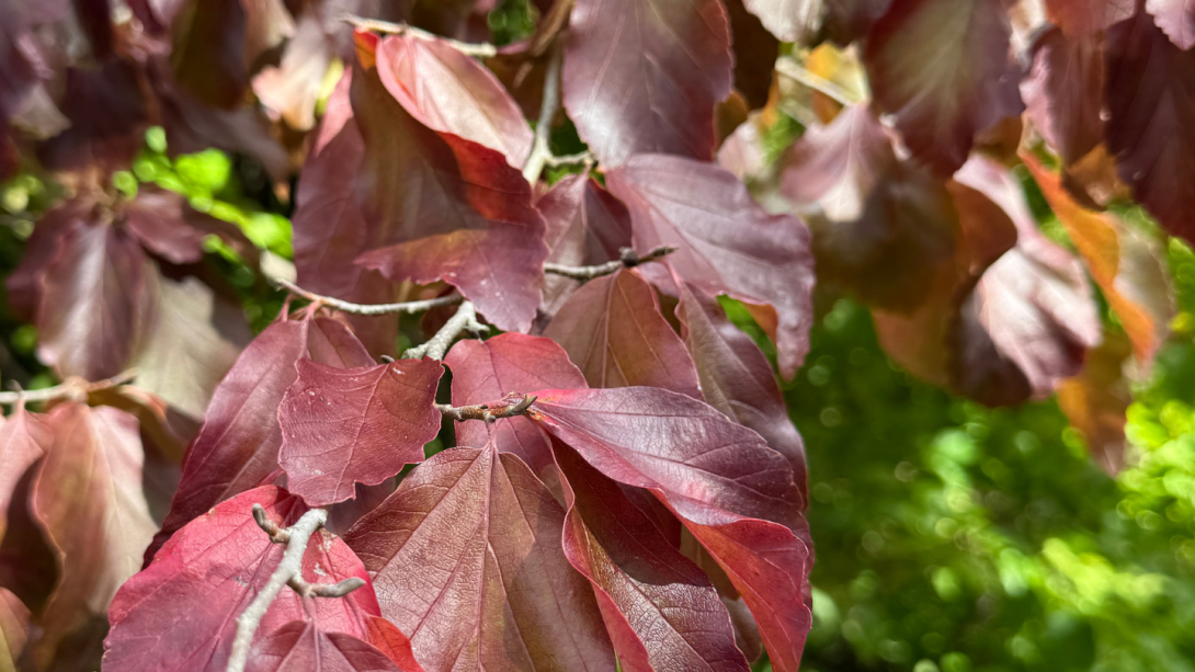 Laubfärbung der Persischen Parrotie (Parrotia persica)