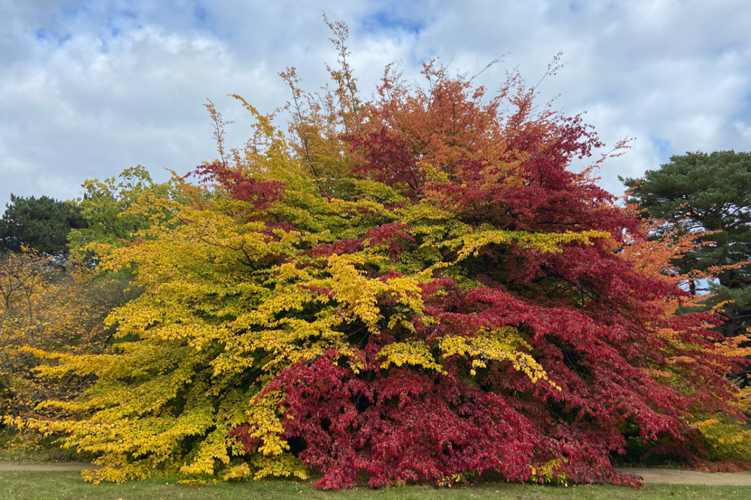 <p>Herbstlicher Botanischer Garten</p>