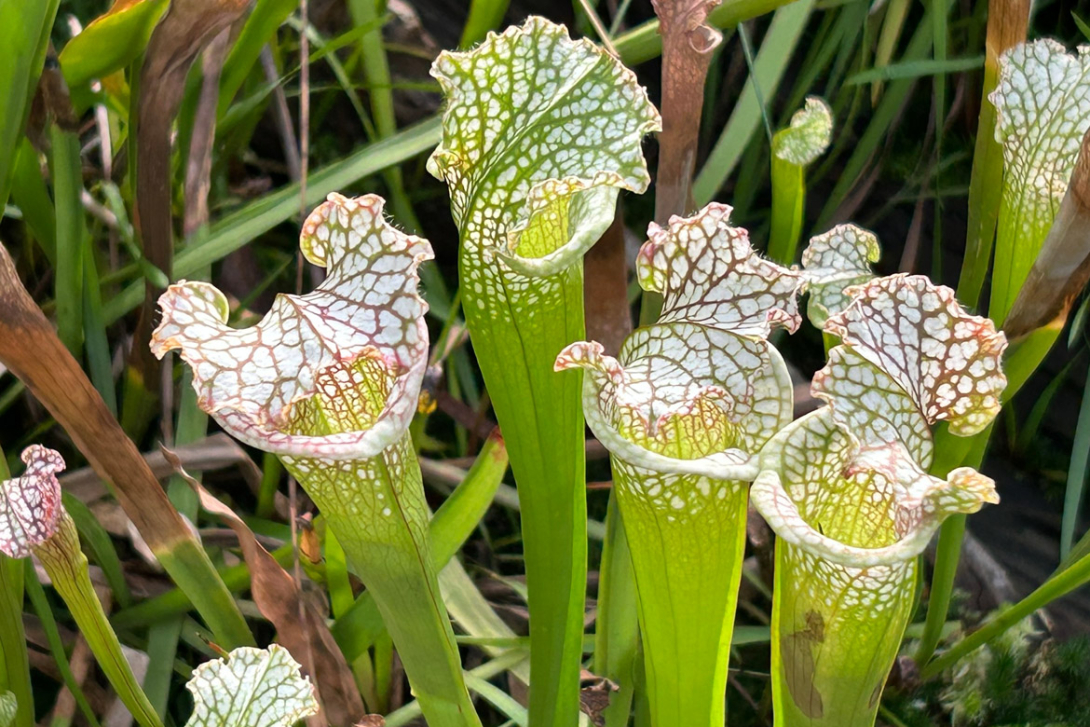 <p>Sarracenia leucophylla.</p>